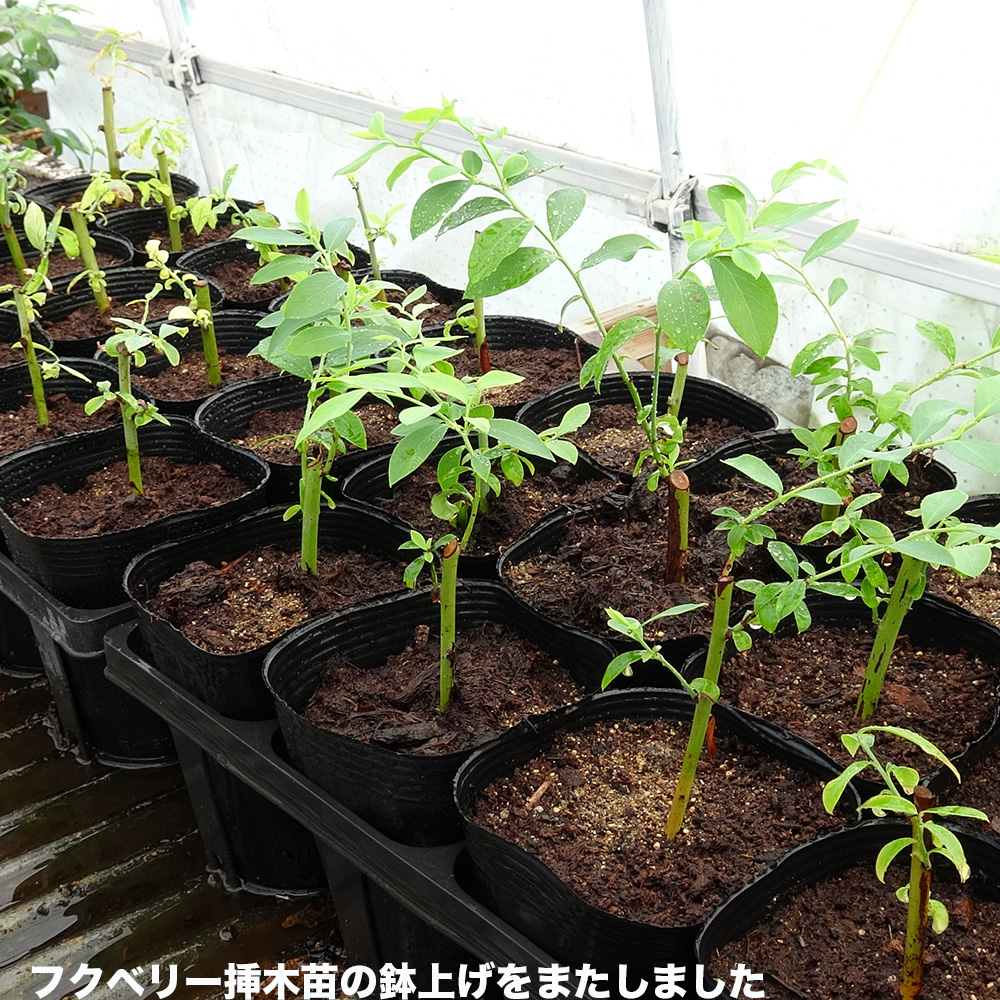 29da104's tweet photo. おとといまいた秘伝と黒豆は覆土の下で水を吸い大きく膨らんでいました。挿木をした黒豆はもう側枝が出始めています。ローゼルがすくすく伸び始めました。温室のフクベリーの挿し木の鉢上げを終えました。 https://t.co/8PUV7AH02F