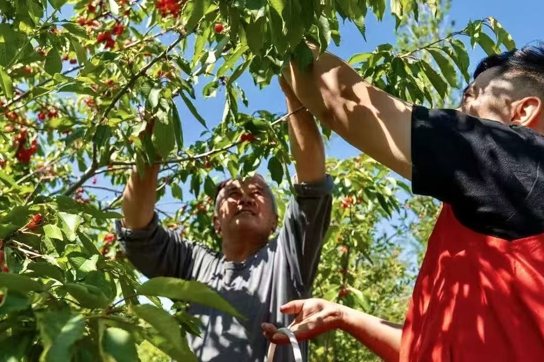 ExploreXJ's tweet photo. #Xinjiang's luscious cherries are now in peak season! From Kuqa to Kashgar, from Hotan to Ili and Tacheng, these juicy fruity gems are ready for picking.🍒  

Late May to mid-June marks the best time to harvest and savor this seasonal delicacy, with a peak flavor window of just over 20 days. Don't miss out on this deliciously rare treat!😋 #DynamicXinjiang #TastyXinjiang