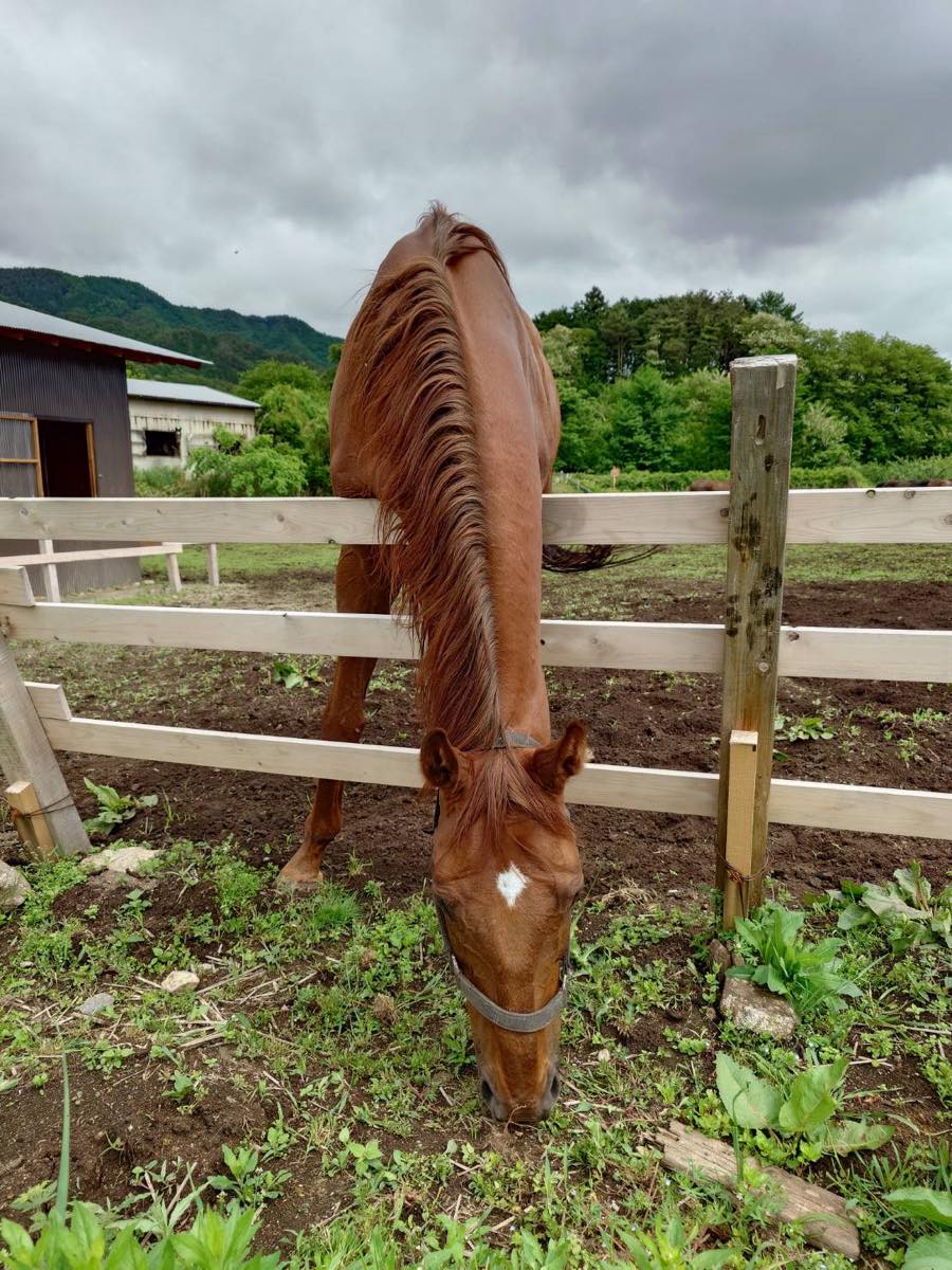 rhainfo's tweet photo. 美義屋だより 更新🐎
https://t.co/5YdGTfbpTl

#美義屋牧場 でくらす #マルカハンニバル #オールージュ 近況報告。5月、青草の新芽が伸びて馬たちは放牧地で草を食むのに大忙し。放牧地では、牧場の新人さんとハンニバル、オールージュの“元気チーム”3頭で過ごしています。オールージュは変わらず元気いっぱいで爆走したりしていますが、2頭はそれを華麗にかわし、食べ放題の青草に舌鼓。平和な毎日です！
#引退馬協会 #フォスターホース
#NNBD35対象馬