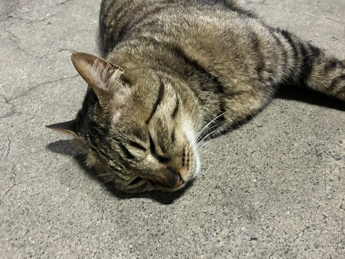 shibaura_it's tweet photo. 広報アンバサダーです🍊

寝転んでいる芝猫のトラを発見🐈👀
いつ見ても癒されますね...😊

#芝猫じょうほう #猫 https://t.co/qCL2TLgvrb
