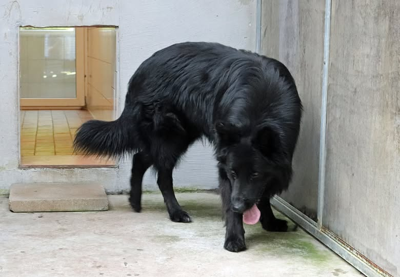 yolandaschultes's tweet photo. 15374 Müncheberg
Fundhund... bislang konnte kein Halter ermittelt werden
Kopie Tierheim Ladeburg
+++ Wer kennt ihn? +++
Seit dem 21.05.2026 ist dieser männliche Schäferhund in unserer Obhut im Tierheim. Er wurde gefunden in Müncheberg.
Bisher hat sich niemand gemeldet, der ihn vermisst.
Hinweise, die zum Besitzer führen, werden mit 500,00 € belohnt
info@tierheim-ladeburg.de