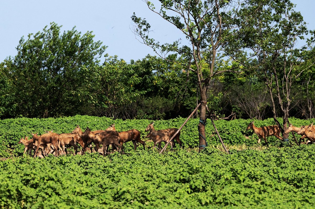 HunanTimes's tweet photo. June 5 marks World #Environment Day. 
Wild elks native to Dongting Lake embark on seasonal migrations toward lakeshore areas every year. Lujiaogang in Yueyang County serves as a landing site for migrating wild elks, showcasing the fruitful outcomes of local ecological conservation efforts.🦌（图：许理伟）
#Hunan #Yueyang #Ecology #China #Lake