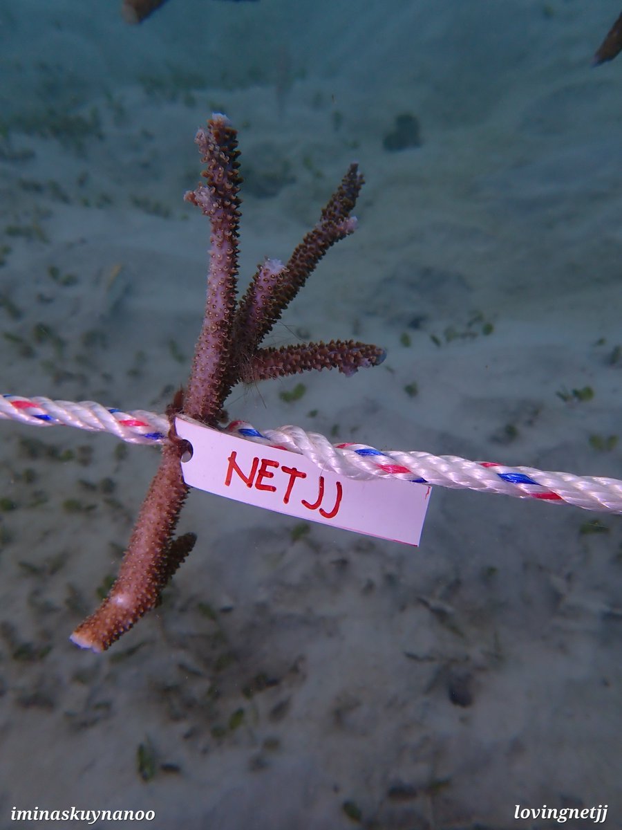 lovingnetjj's tweet photo. ♡PROJECT FOR NETJJ♡

by me : ~~~

1. adopt coral

#NETJJ #netsiraphop #jj_rcp https://t.co/glvZamj8Sq