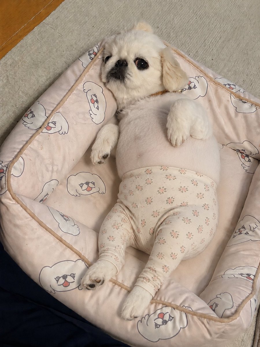 mkra0425mkra's tweet photo. 流行りのヨガパンツなのに
もっちむだけ花柄パンツの
ぽっちゃりさん………🤢 https://t.co/WetbG4HgAK