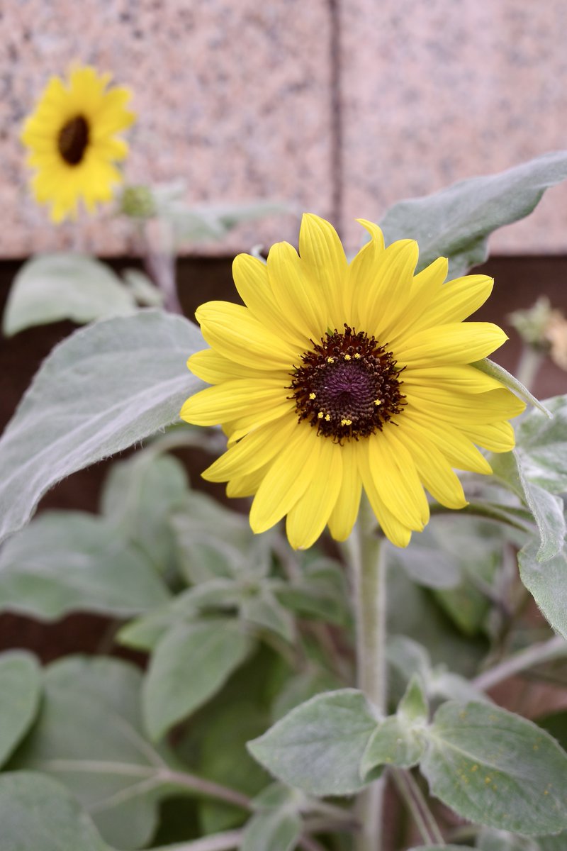 akira_inugami_'s tweet photo. もう、ひまわりサンフィニティが、咲いていたよ🌻
花言葉は、憧れ」「あなただけを見つめる」「情熱」だそうです
国分寺駅の南口にて
#国分寺市
#ひまわりサンフィニティ
#ひまわり
#ヒマワリ
#向日葵
#花言葉
#花
#sunflowersunfinity
#sunflower
#sunfinity
#flower https://t.co/xutOK03ER6