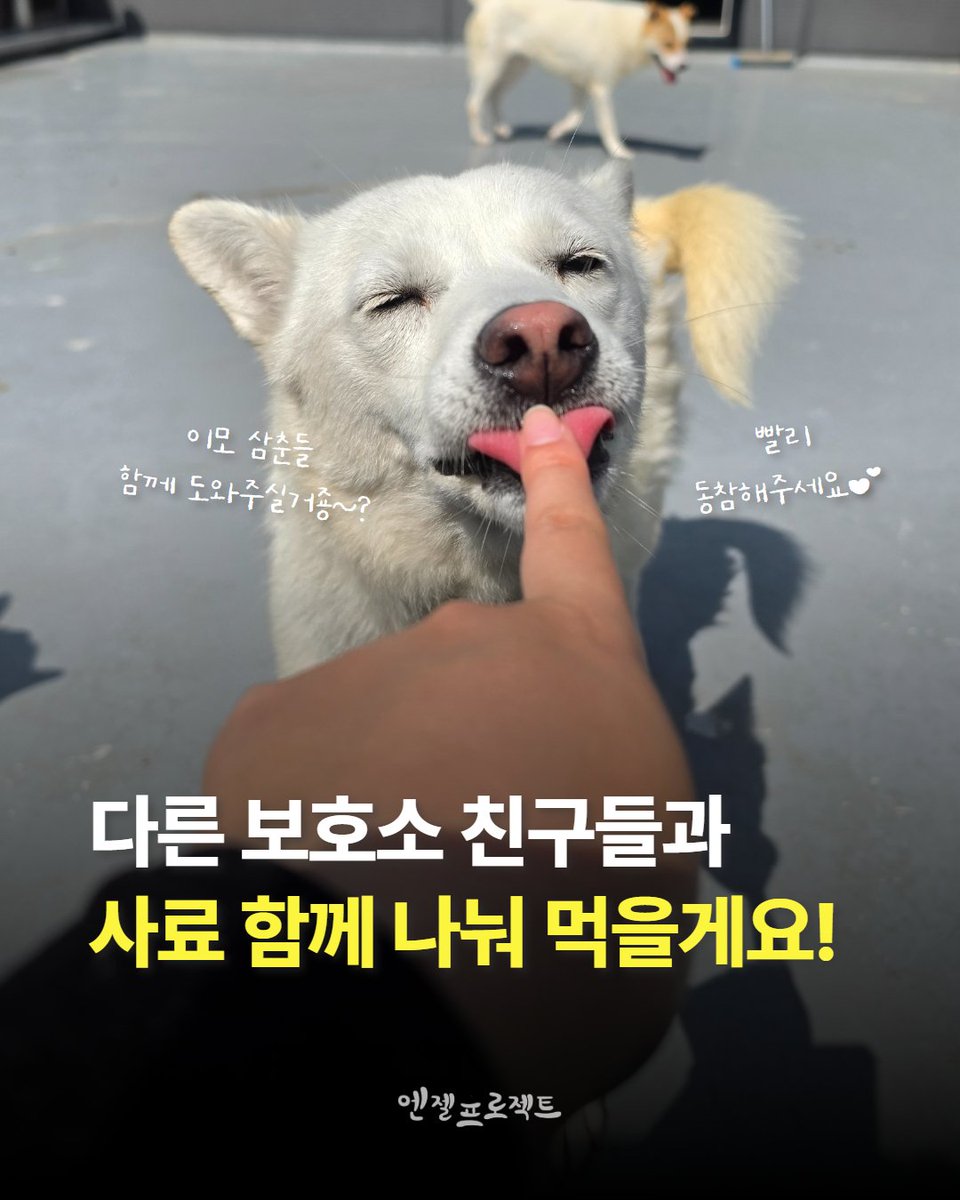 Hyeyounkim3's tweet photo. 참여가 저조해 재홍보합니다ㅠㅠ

🎉 전국 쉼터 사료 나눔 프로젝트를 시작합니다 🎉

저희는 아이들에게 저가 사료를 먹이고 싶지 않아 항상 더 좋은 사료를 찾기 위해 노력해 왔습니다.

그러던 중 펫바자에서 질 좋은 사료를 저렴한 가격에 후원받을 수 있도록 후원관을 열어주셨고, 많은 분들께서 펫바자를 통해 사료를 후원해 주신 덕분에 지금까지 아이들에게 좋은 사료를 급여할 수 있었습니다.

그리고 이번에는 더욱 특별한 기회가 찾아왔습니다.

펫바자에서 ANF 사료 10~12톤 규모의 후원관을 열어주셨습니다.

이 많은 사료를 저희 쉼터 아이들만 먹기보다는, 도움이 절실한 전국의 보호소와 쉼터에도 함께 나누고 싶다는 생각을 하게 되었습니다.

그 소식을 들은 ANF 판매처에서도 감동을 받으셨고, 이번 프로젝트를 위해 총 판매량의 5%를 추가로 후원해 주시기로 했습니다.

하지만 이 프로젝트는 엔젤프로젝트 혼자서는 절대 할 수 없습니다. 많은 분들의 참여가 있어야 판매량이 늘어나고, 그래야 전국의 어려운 쉼터와 보호소에도 사료를 나눌 수 있습니다.

저희의 목표는 전국 8~9곳의 보호소 및 쉼터에 각 1톤씩 사료를 지원하는 것입니다.

📌 이벤트 대상 사료

🐶 ANF 어드밴티지 강아지 사료
• 1kg : 3,600원

🐱 ANF 어드밴티지 고양이 사료
• 1kg : 4,000원

※ 4kg가 한 포대입니다.
한 포대를 후원하고 싶으신 분은 수량을 4개로 선택해 주세요.

📢 참여 방법

1️⃣ 펫바자를 통해 사료 후원하기
(프로필 상단 링크 클릭)

2️⃣ 댓글로 사료 지원이 필요한 쉼터 또는 보호소 추천하기

이번 물량은 강아지 사료와 고양이 사료 비율이 비슷하게 준비되어 있어 고양이 보호소와 쉼터 추천도 적극 부탁드립니다.

후원이 어려우신 분들께서는 게시물 공유나 리그램만으로도 큰 힘이 됩니다.

여러분의 한 번의 참여가 엔젤프로젝트 아이들뿐만 아니라 전국의 보호동물들에게 따뜻한 한 끼가 됩니다.

함께 사료를 나누고, 함께 희망을 나눠주세요.