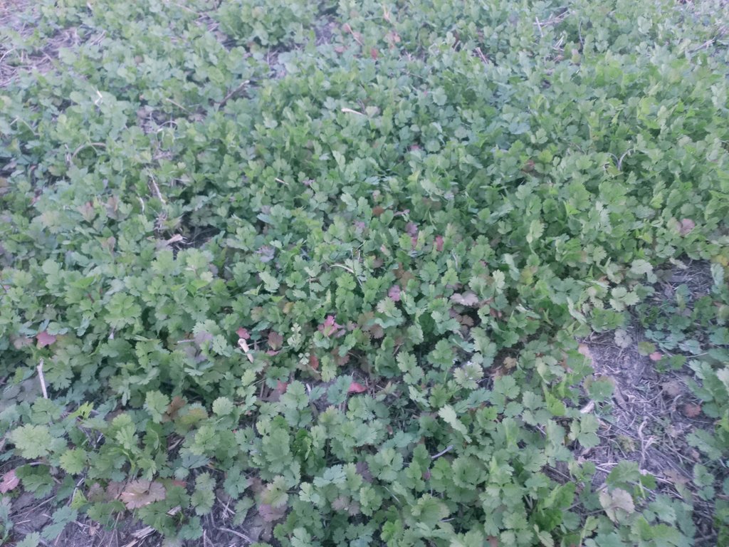 IgnacioMLuna's tweet photo. Resiembra natural de coriandro sobre soja. Gancedo (Chaco) https://t.co/QCKr8KdBa3