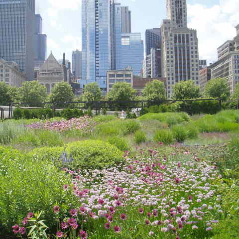 eVisitorGuide's tweet photo. 🌸 Step into the serenity of Lurie Garden this spring, summer, and fall - a lush urban oasis! See on our FREE Millennium Park Self-Guided Walking Tour. 🌟📲 https://t.co/BU7zpIPHEH

#MillenniumPark #LurieGarden #ChicagoOasis #ExploreChicago #ChicagoSightseeing #eVisitorGuide https://t.co/Gaj1ZvSrdq
