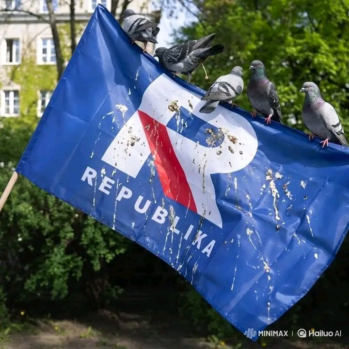 wlkpolanka's tweet photo. Gołębie to najinteligentniejsze ptaki na ziemi. https://t.co/2yVaIA8oSy