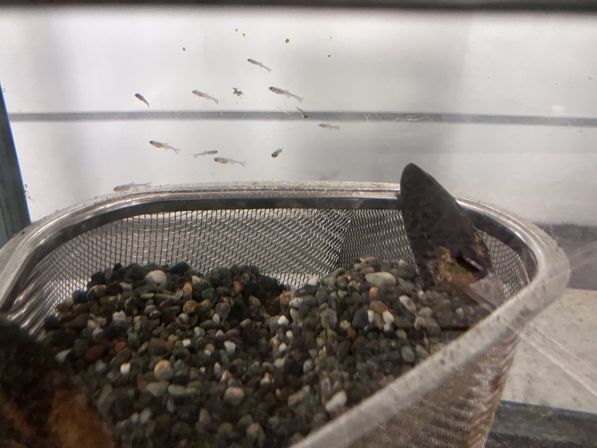 YAITA_BUNKA's tweet photo. 生涯学習館で飼育しているミヤコタナゴの赤ちゃんが生まれました！！動き回るので全然ピントが合いません！！

ちっちゃい！！！！！！ https://t.co/vaAx1qJlxX