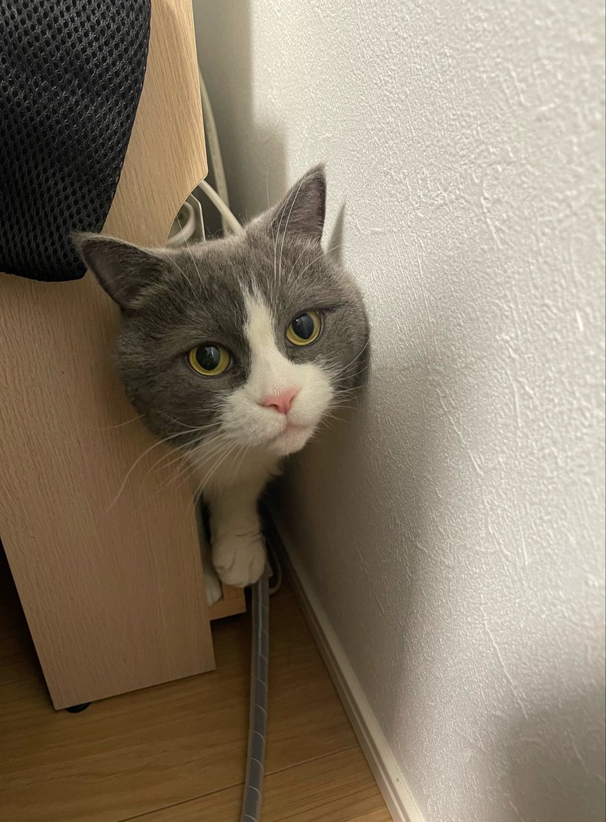 mofu_kote's tweet photo. さっきからミャーミャー鳴いてるので何事かと見に行ったら、狭いところに無理やり入って出られなくなってた。 https://t.co/blFhsTsD2g