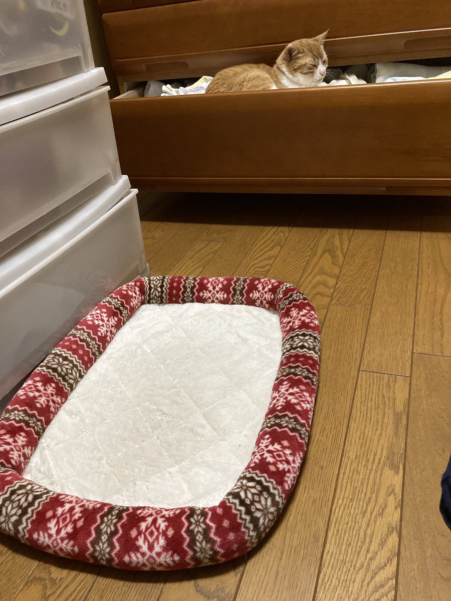 GmHfo's tweet photo. おかかさんのベッドは床にちゃんと置いてあるのにね😅 https://t.co/mNP1QD0vzb