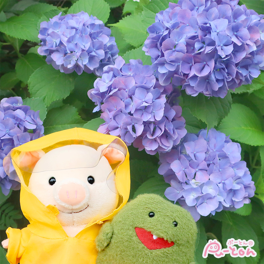 puuton_ndi's tweet photo. 今日はけろっぱといっしょ！
アジサイがきれいだね～✨

＃ぷーとん #ぽちっぱ https://t.co/FNATGxu6Fu