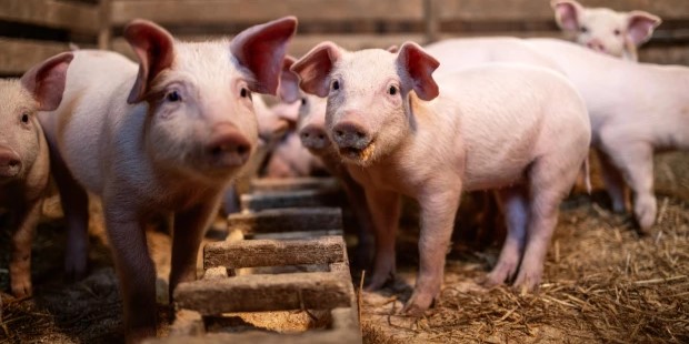 PolPigPL's tweet photo. W Polsce utrzymuje się trend likwidacji gospodarstw zajmujących się chowem świń. W maju zniknęło 347 stad, zmniejszając ich liczbę do 41 565. Pomimo tego spadku, pogłowie trzody chlewnej odnotowało wzrost o ok. 5,2 tysiąca sztuk. Więcej od @farmer_pl 
⬇️
https://t.co/wXGLxsPdx8 https://t.co/FqyKj7qRrJ