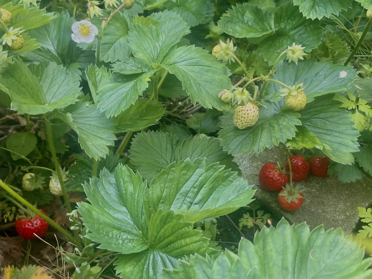 muiscubed's tweet photo. the strawberries are growing and only one had a few snail nibbles!!! https://t.co/3IfXSloKhd