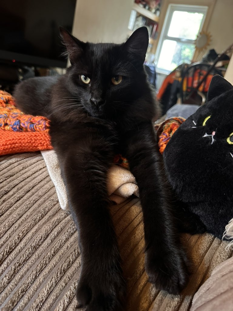 ButchSundanceUK's tweet photo. It’s finally #Friyay #CaturdayEve so we’ve been patiently waiting for the weekend hoping for fun, mischief and treatos! What are mew up to furriends? #ButchAndSundance #BlackCats #TheVoid #KittensOfX https://t.co/cx0pztXLNU