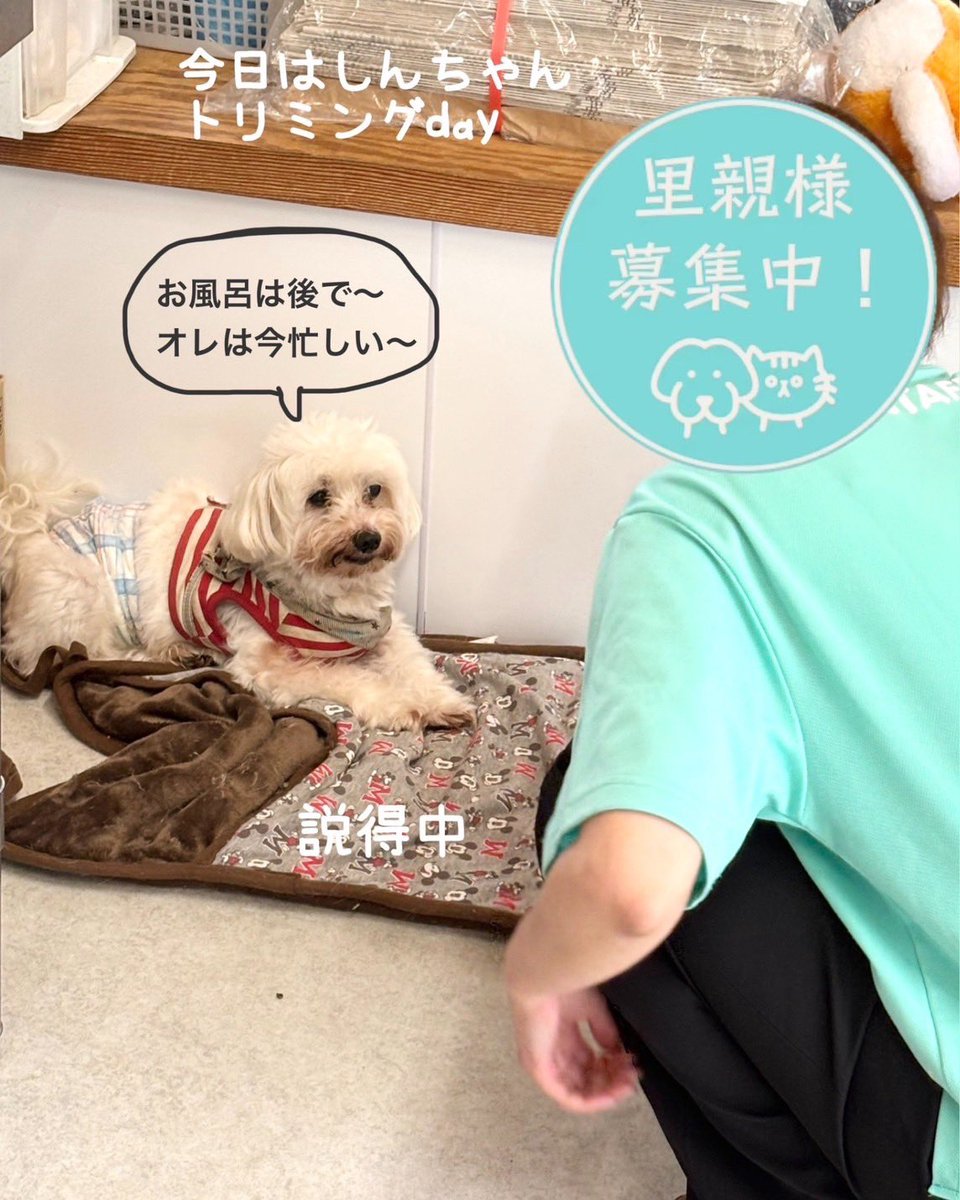 petminuma's tweet photo. #里親募集中　🐶
#マルチーズ
しんのすけ
推定9歳くらいの男の子

ちょっと気に入らないことがあると
お口が出ちゃうしんのすけ。
シニアだから歯がもうあんまり無いんだけど
噛まれると痛いねぇ😂💦
初めましてのボラさんが1番最初に覚えるべき
注目度ナンバーワンワンワンです🥹💦 https://t.co/kPPnRNH173