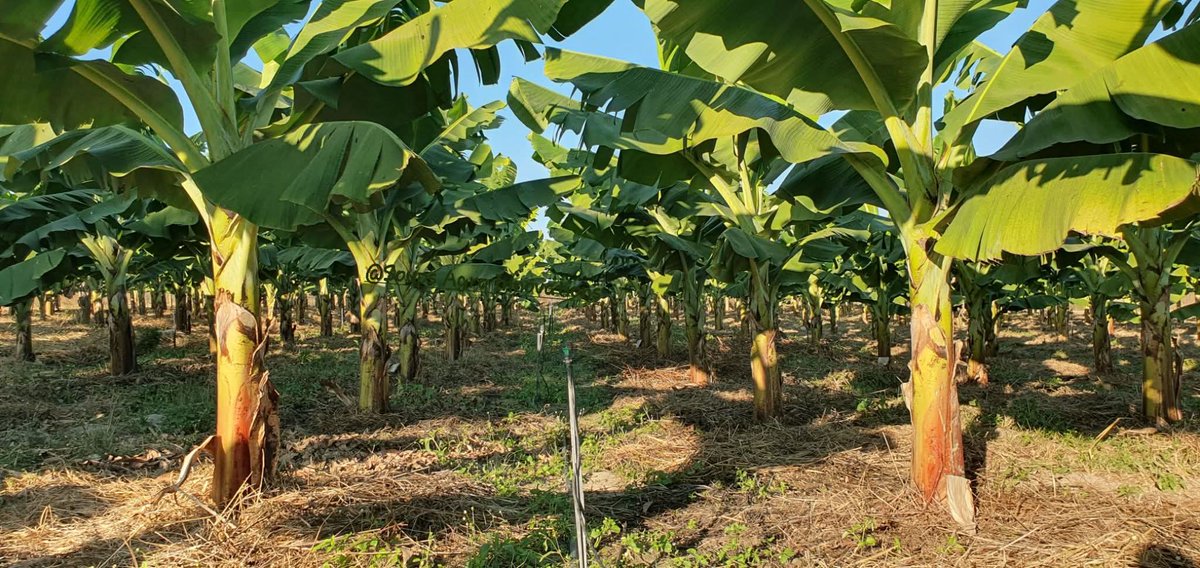 Naija_farmers's tweet photo. Did you know that one hectare of plantain is more profitable than building a house for rental?

Compare the cost and return of 1ha of plantain vs the cost and return of building a house to rent out per month. When you lay the numbers side by side, the reality is staggering.

Look at the Year 1 Gross Return: a single hectare of plantain can bring in ~₦6.5 Million, while a standard rental property brings in a meager ~₦600,000. By Year 2, the gap widens into a canyon. Thanks to the ratoon crop cycle where the plants multiply on their own, the plantain plantation brings a Net Return of ~₦11.8 Million, while the house is still stuck at ~₦600,000 (minus maintenance costs).
What we are talking about here is the Velocity of Capital. With bananas, you are dealing with Aggressive Compounding; with real estate, it is Static & Slow.
Of course, there's the possibility that the banana plants might die 😅 and whatever challenge you can think of, every investment has its primary risks, whether it's pests, wind, and disease on the farm, or dealing with problematic tenants in a building. But should they not die and should the challenges be navigated successfully, I think a house to rent out can wait.

You will also find that if you play your cards right, reinvest the proceeds, and compound over time, plantain can build you HOUSES. As time passes, you'll look back and realize you kept your plantain plants producing while successfully diversifying into premium Real Estate.
Or, or you can let fear drive you and so you take 600000 , lock it up in bricks, and start to wait for 600k  a year .
Take these things, ⚖️ them, and make the most logical choices.