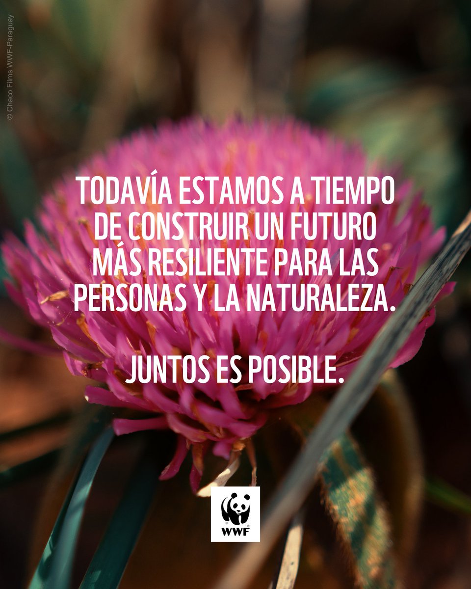 WWFpy tweet picture