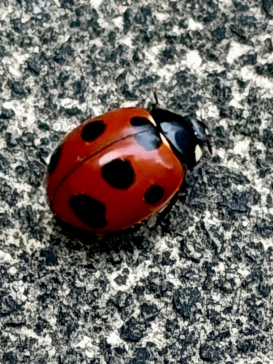 そぅいや、昼間、今年初のてんとう虫🐞見つけた。自然が織り成す赤色は