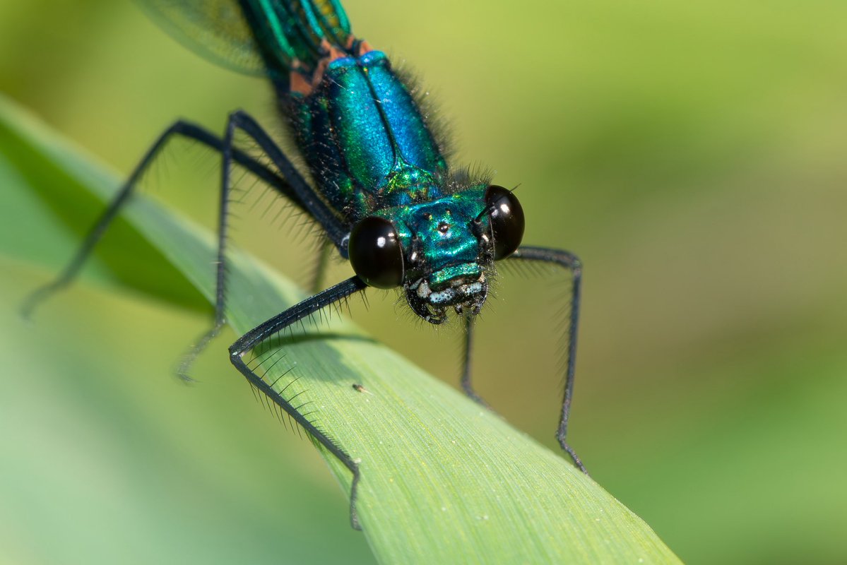 juliet_turner6's tweet photo. Life is more wonderful than any fiction or fantasy. Here is a real water sprite: The Beautiful Demoiselle (Calopteryx virgo). 🧚‍♂️ https://t.co/XLEAzBlzCt