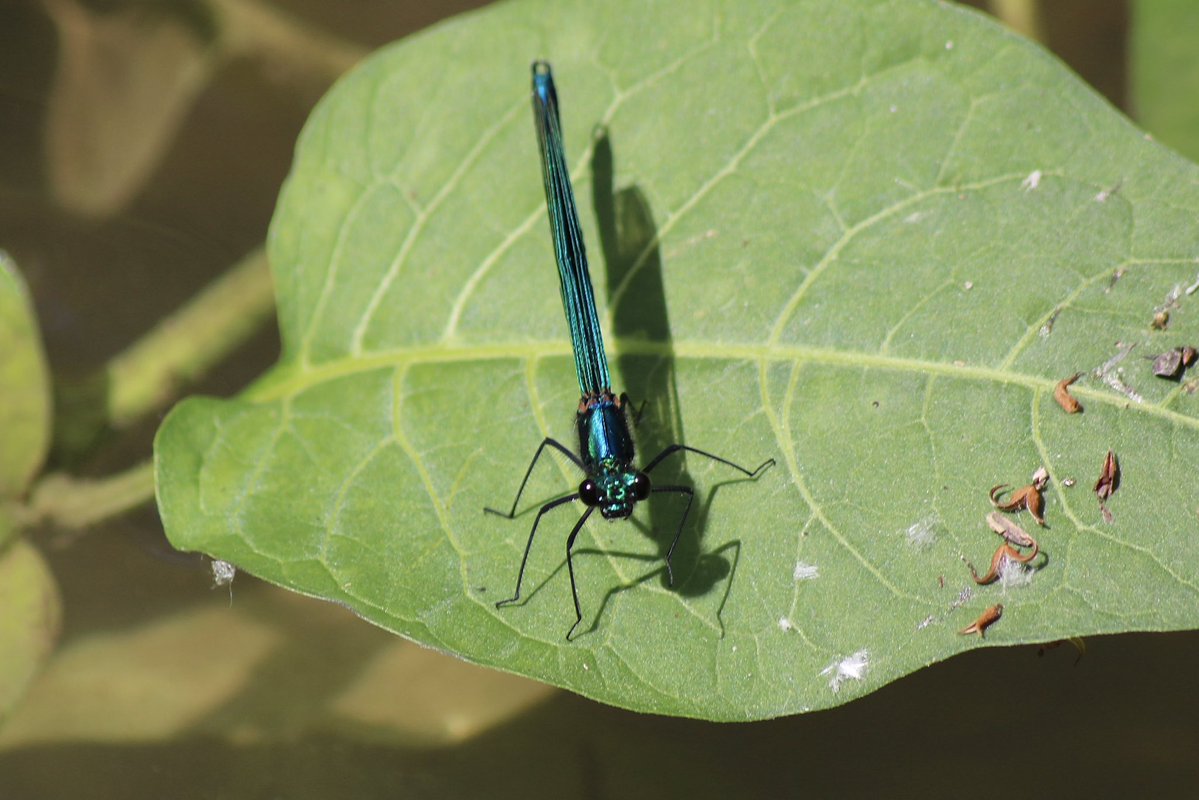 juliet_turner6's tweet photo. Life is more wonderful than any fiction or fantasy. Here is a real water sprite: The Beautiful Demoiselle (Calopteryx virgo). 🧚‍♂️ https://t.co/XLEAzBlzCt