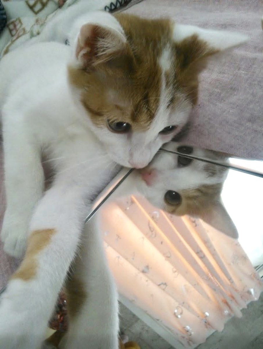 minMiromi's tweet photo. 子猫時代の写真が出て来たー🐈‍⬛
昔からイケメンだったんだな♡♡♡
＃今はシニア猫 https://t.co/CCn30uoQR3
