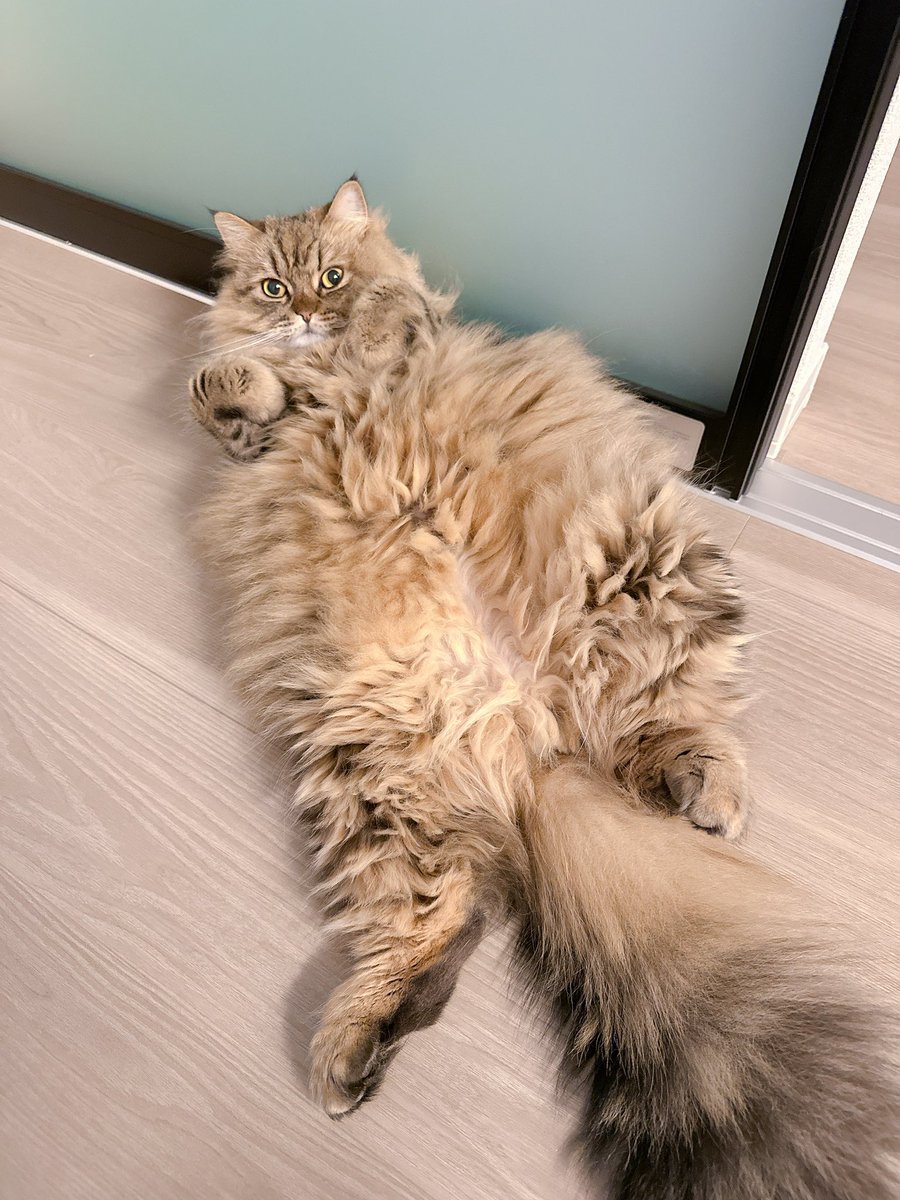 9chan0922's tweet photo. モフモフ度MAX
#猫のいる暮らし #猫 #サイベリアン https://t.co/3WKxtwetoD