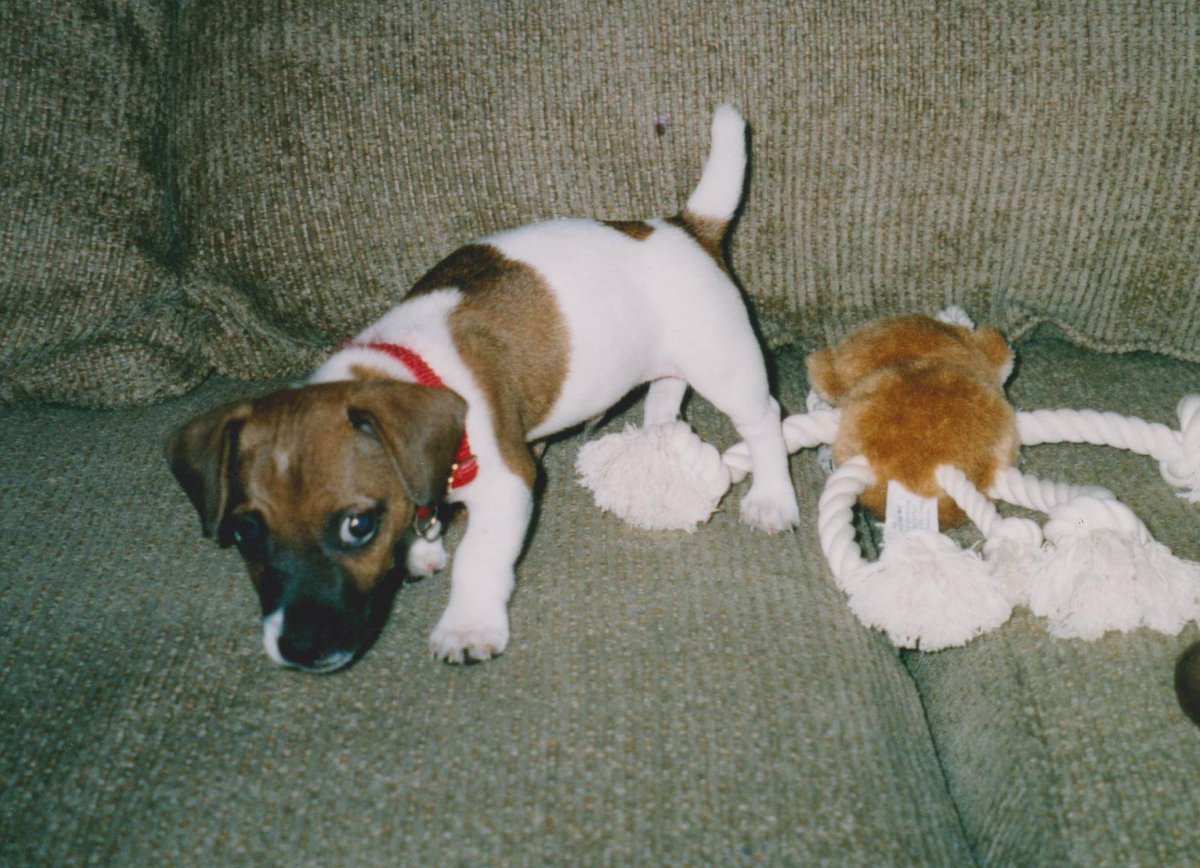 HermitsDaily's tweet photo. Jack was perhaps the smartest dog I ever had. He lived to be seventeen and a half years old. #dog #dogs #canine #canines #furbaby #furbabies #pet #pets #family #familymembers #familymember #dogpack #dogpacks #dogpackfamily #dogpackfamilies #dogfamily #dogfamilies #baby https://t.co/63ZP26UYYY