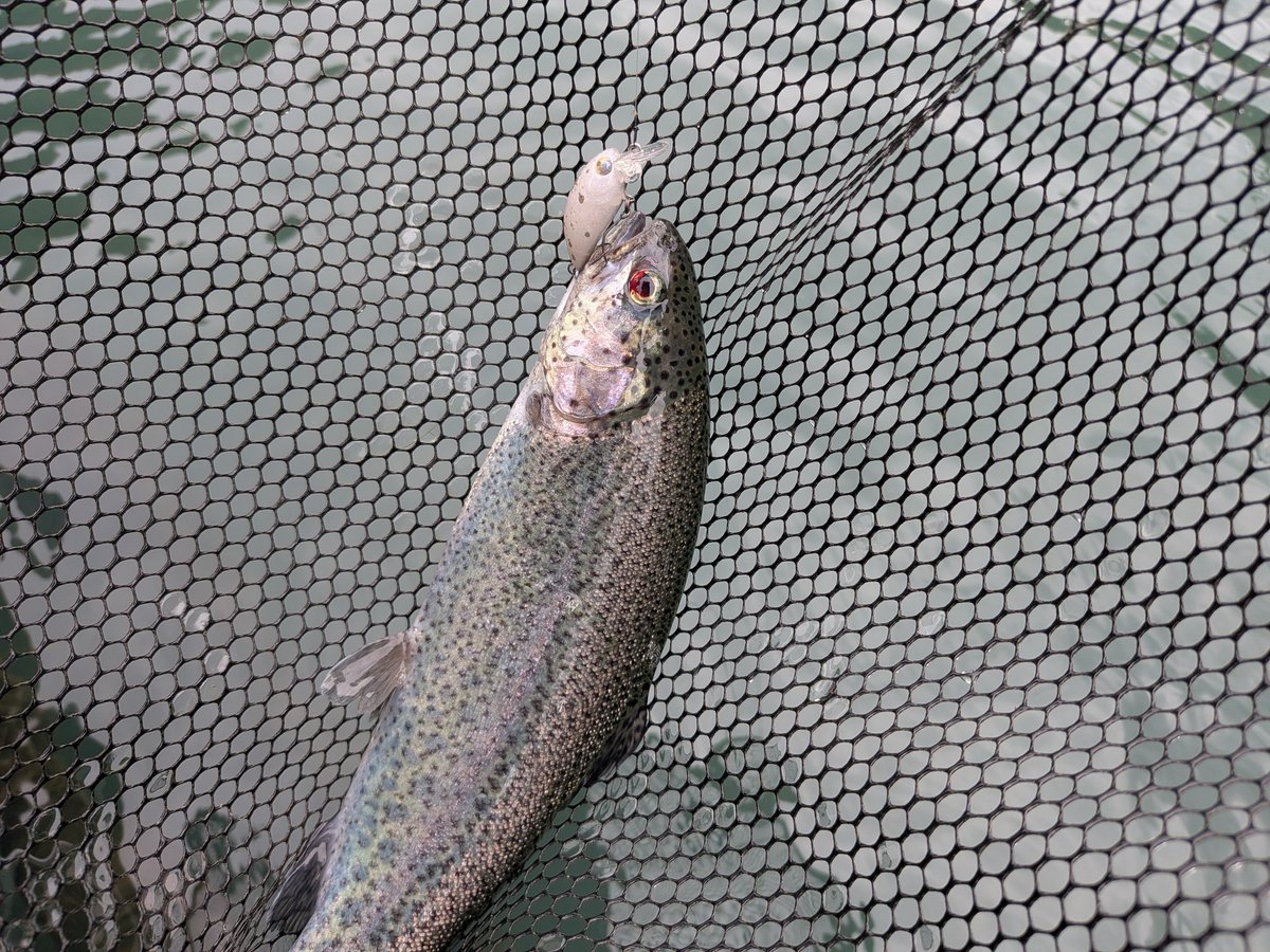 marimo250R's tweet photo. 今日は帰り道にある醒井へ🎣
雨の影響で当たりが出続けるフィーバー状態😆
福岡から完徹フィッシングを楽しみました(笑)
今回も充実した帰省でした！
遊んでいただいた皆々様ありがとうございました😊 https://t.co/xZNUpFuDkY
