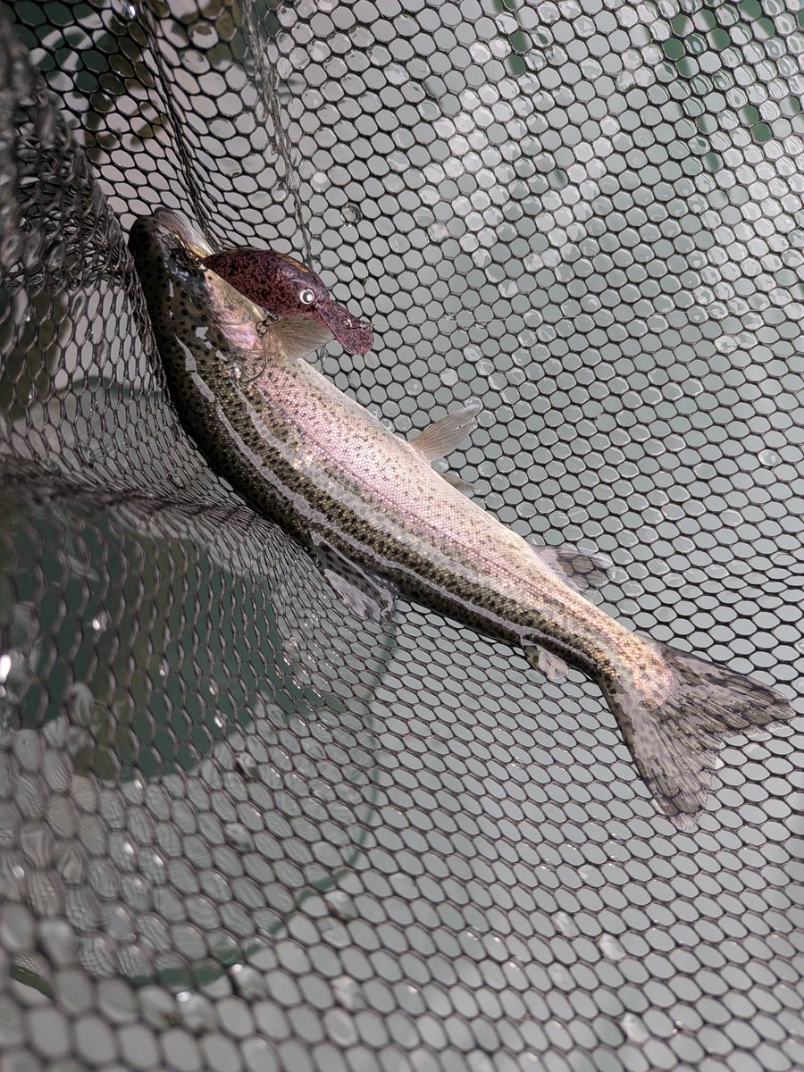 marimo250R's tweet photo. 今日は帰り道にある醒井へ🎣
雨の影響で当たりが出続けるフィーバー状態😆
福岡から完徹フィッシングを楽しみました(笑)
今回も充実した帰省でした！
遊んでいただいた皆々様ありがとうございました😊 https://t.co/xZNUpFuDkY
