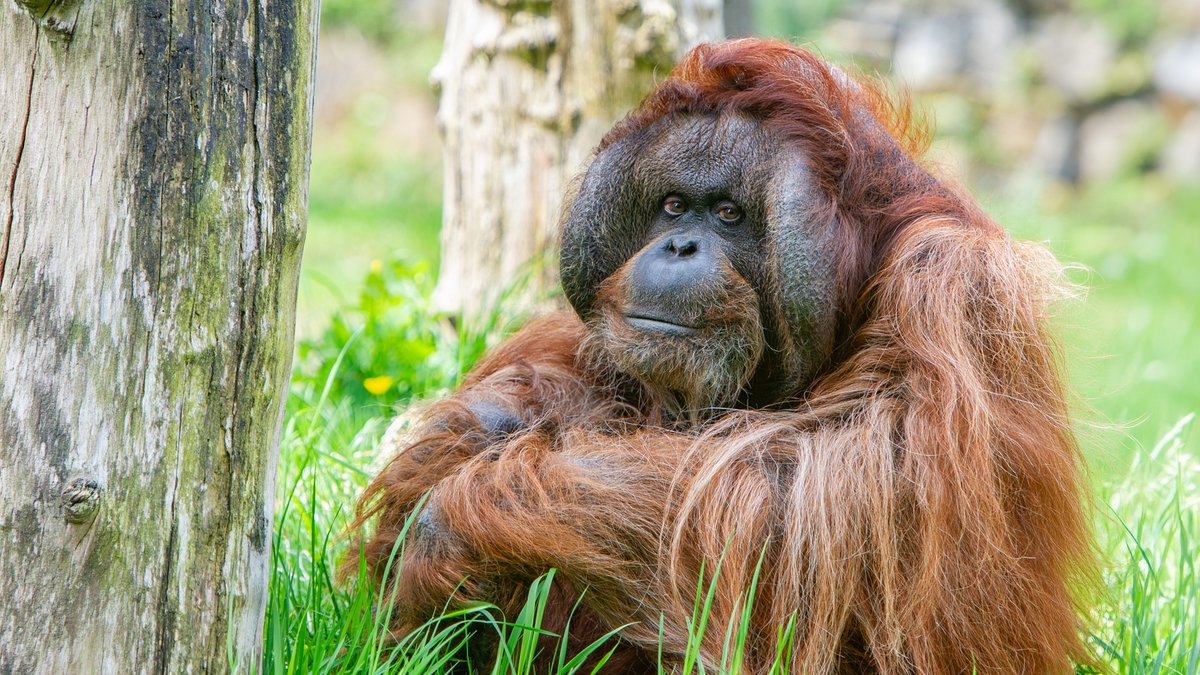 rtvapd's tweet photo. Orang-oetan Kevin uit Apenheul overleden: Apenheul heeft afscheid genomen van orang-oetan Kevin. De gezondheid van de orang-oetanman, die al op leeftijd was, ging de afgelopen periode steeds verder achteruit. Uiteindelijk… https://t.co/qC7SLYngCY #apeldoorn #rtvapeldoorn #nieuws https://t.co/LwSyaajYgM