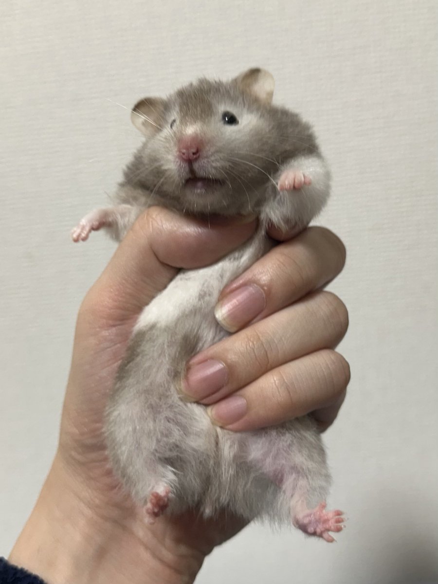 hamu_guuu's tweet photo. つかまった🐹 https://t.co/RnYRraj1Yf