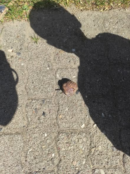 yolandaschultes's tweet photo. VORSICHT KÖDER!!!
Heide  25746
Vorsicht Köder mit spitzen Gegenständen und vermutlich Rattengift enthalten gefunden
KOPIE
Hallo liebe Heider .
Wir haben unseren Hund gerade einen Gift Köder in der Arnold -Ebel Strasse    aus'm Maul genommen .
Da waren spitze Gegenstände drin und es roch stark nach Rattengift .
Passt bitte gut auf eure Hunde auf . Unser hätte es beinahe gefressen