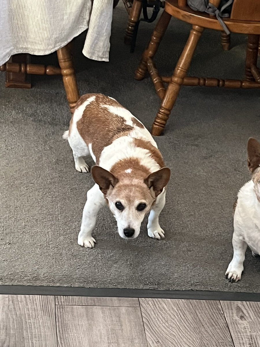 ihatebuckynat's tweet photo. turned around while making dinner and my dog is standing like this what the hell man https://t.co/5beToDsa4g