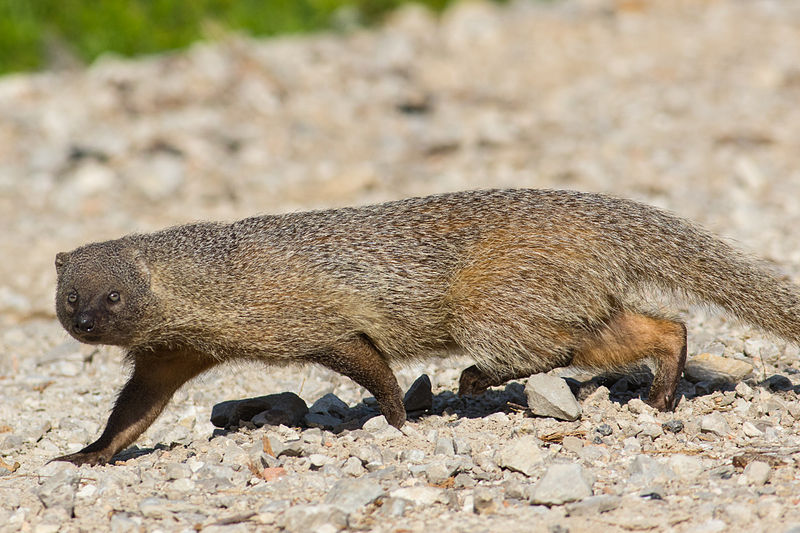 FaunaIbericaORG's tweet photo. ―La #FaunaIbérica es lo más. ¿Sabes que hay una serpiente peluda?
―¿Cómo?
―Eso se decía. El #meloncillo es una #mangosta…
―… que va en familia con el hocico bajo el rabo del de delante, formando…
―¡Una serpiente peluda!
―Pero que es #HerpestesIchneumon:
https://t.co/FOSk12a0Iy https://t.co/FZ0ltx2ter