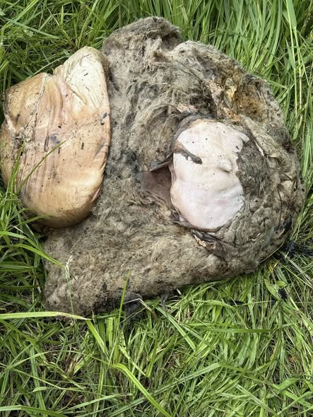 yolandaschultes's tweet photo. 67167 Erpolzheim
Ausgeweidetes Schaf im Müllsack gefunden!
Kopie
Im Albertgraben wurde eine Müllsack gesichtet. Verwesungsgeruch extrem.
Nachdem die Polizei eintraf haben wir noch die Feuerwehr zur Bergung gerufen.
Danke an die Polizei Bad Dürkheim,
Die Feuerwehr Erpolzheim und der Finderin.
Nach knapp 1,5 Std wurde der Sack geborgen.
Es handelt sich um ein ausgeweidetes Schaf, welches entsorgt wurde.
Wer weiß ob in der Gegend Schafe gestohlen wurden?
Meldungen bitte an die Polizei DÜW.
Wem dort ein verdächtiges Fahrzeug aufgefallen ist, bitte unbedingt melden.