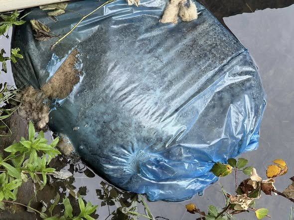 yolandaschultes's tweet photo. 67167 Erpolzheim
Ausgeweidetes Schaf im Müllsack gefunden!
Kopie
Im Albertgraben wurde eine Müllsack gesichtet. Verwesungsgeruch extrem.
Nachdem die Polizei eintraf haben wir noch die Feuerwehr zur Bergung gerufen.
Danke an die Polizei Bad Dürkheim,
Die Feuerwehr Erpolzheim und der Finderin.
Nach knapp 1,5 Std wurde der Sack geborgen.
Es handelt sich um ein ausgeweidetes Schaf, welches entsorgt wurde.
Wer weiß ob in der Gegend Schafe gestohlen wurden?
Meldungen bitte an die Polizei DÜW.
Wem dort ein verdächtiges Fahrzeug aufgefallen ist, bitte unbedingt melden.