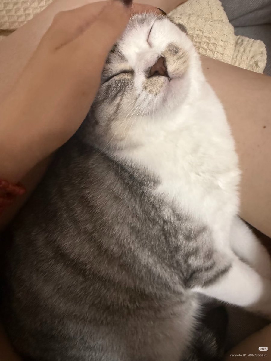 nocontextscats's tweet photo. 😴 https://t.co/IuMPdC8GxD