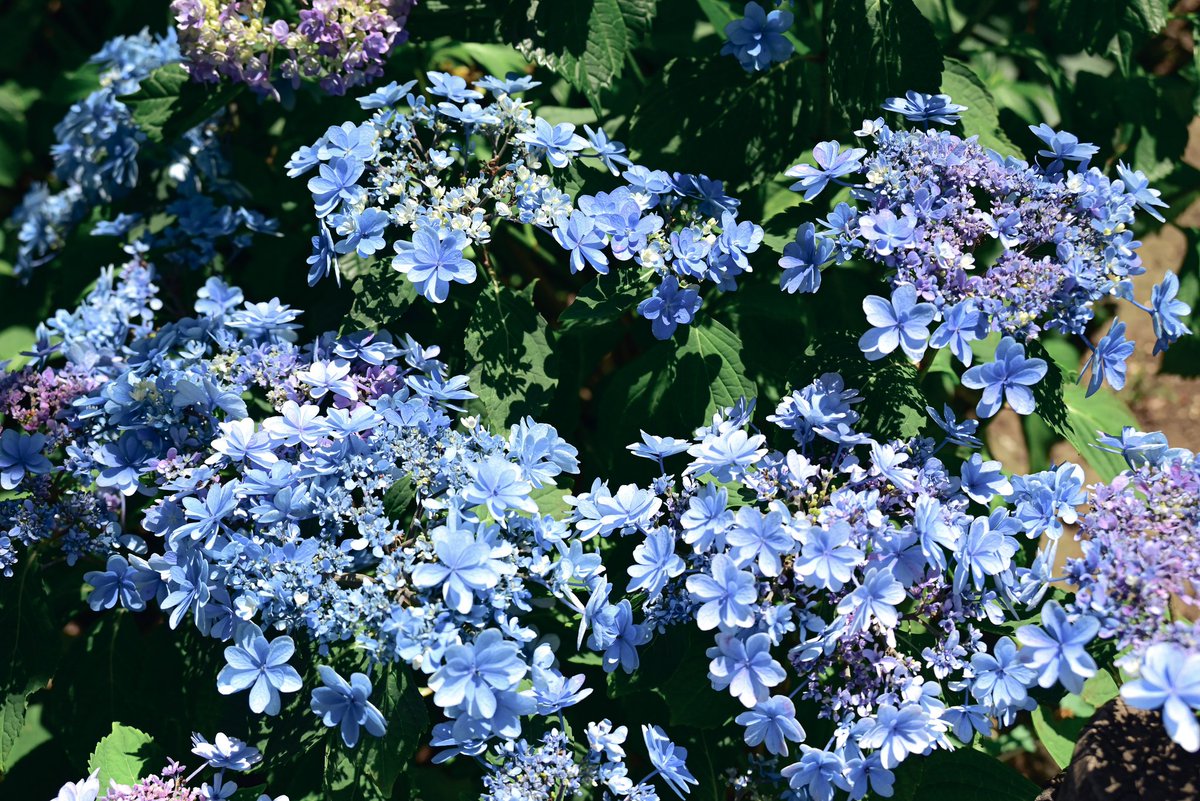 ln2119's tweet photo. カラフルな飴玉のように彩る水無月の花。 https://t.co/Fu29Siasth