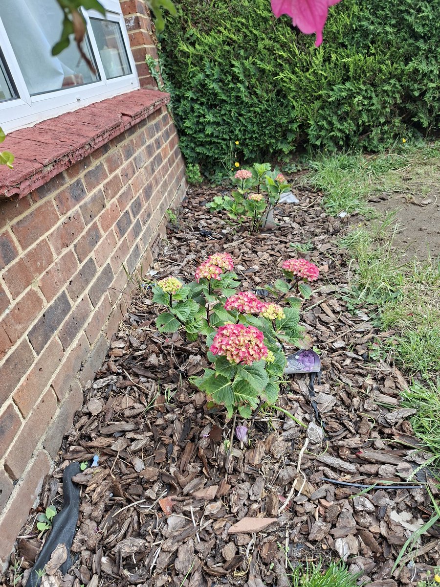 MattJMDrummer's tweet photo. Yay @Traz_Mac_Legit they've flowered! :) https://t.co/27dopdEzT8