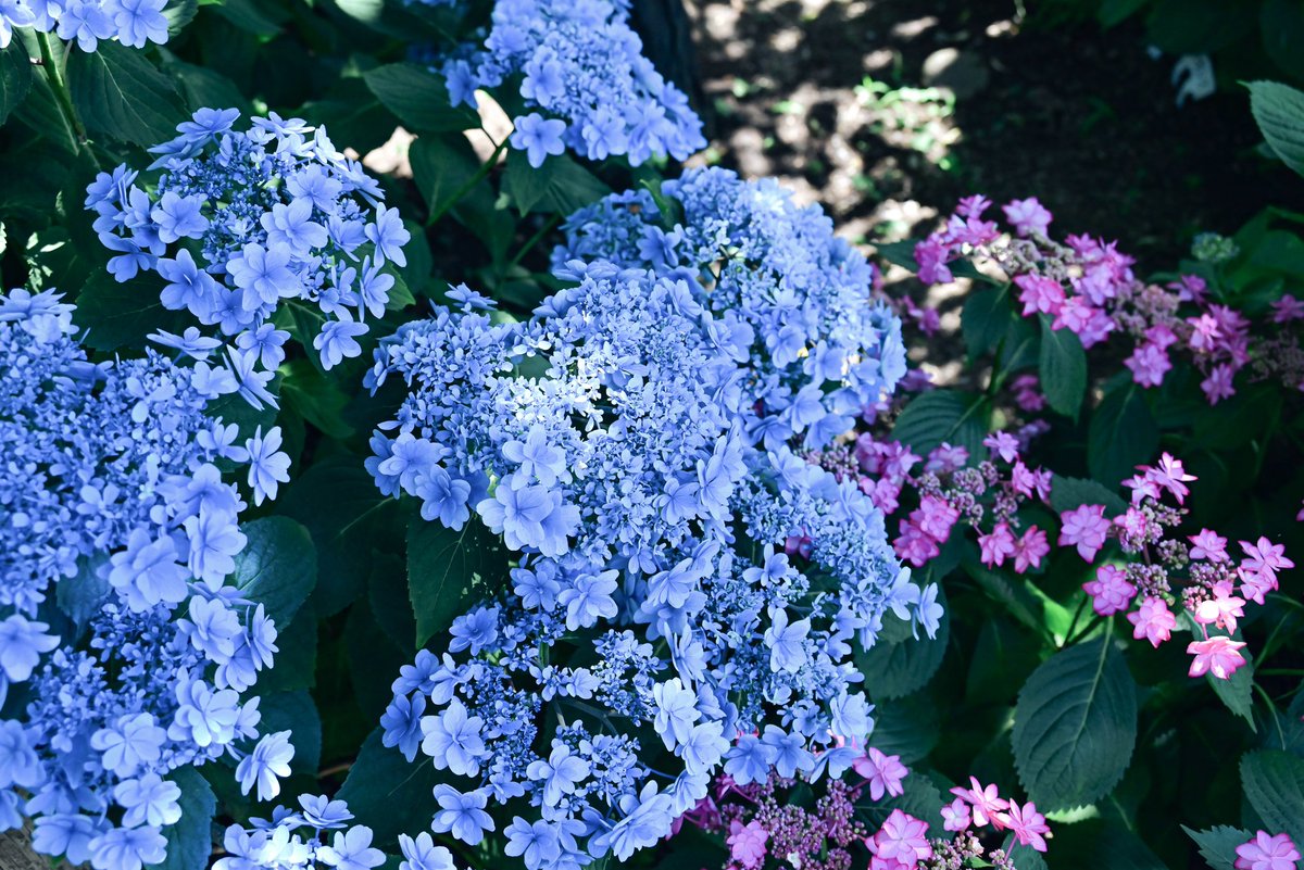 ln2119's tweet photo. カラフルな飴玉のように彩る水無月の花。 https://t.co/Fu29Siasth