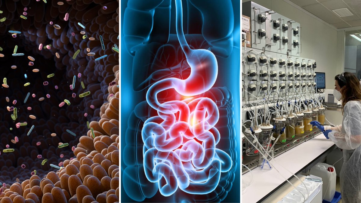 foodupv's tweet photo. 🔬 Simular la #digestión y la #microbiota colónica no es sencillo, y en @foodupv lo hacemos posible con sistemas avanzados in vitro que permiten: 
✔️ Monitorizar todo el proceso digestivo
✔️ Evaluar impacto en microbiota
✔️ Validar alimentos y suplementos
+info ➡️ foodupv@upv.es https://t.co/csXhEgbN1x