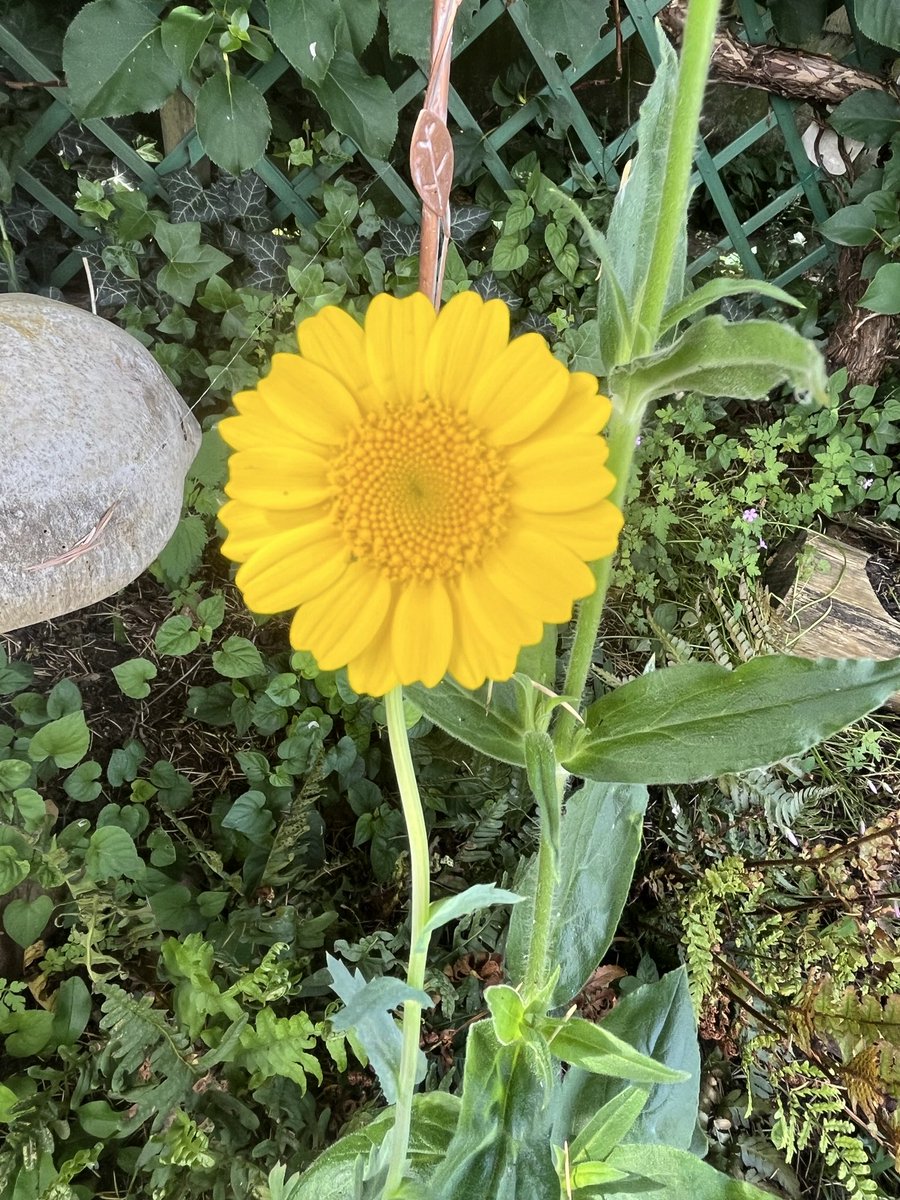 JudithandTinks's tweet photo. @Hedgewatchers Day 5 #30dayswild mummy out early this morning to plant some more in the wildlife garden https://t.co/H5ZSOcqITE