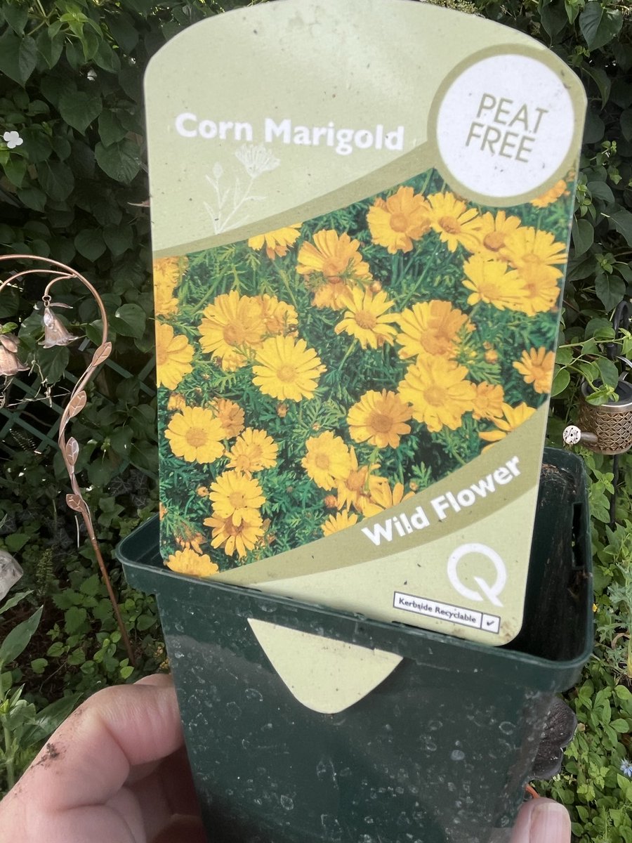 JudithandTinks's tweet photo. @Hedgewatchers Day 5 #30dayswild mummy out early this morning to plant some more in the wildlife garden https://t.co/H5ZSOcqITE