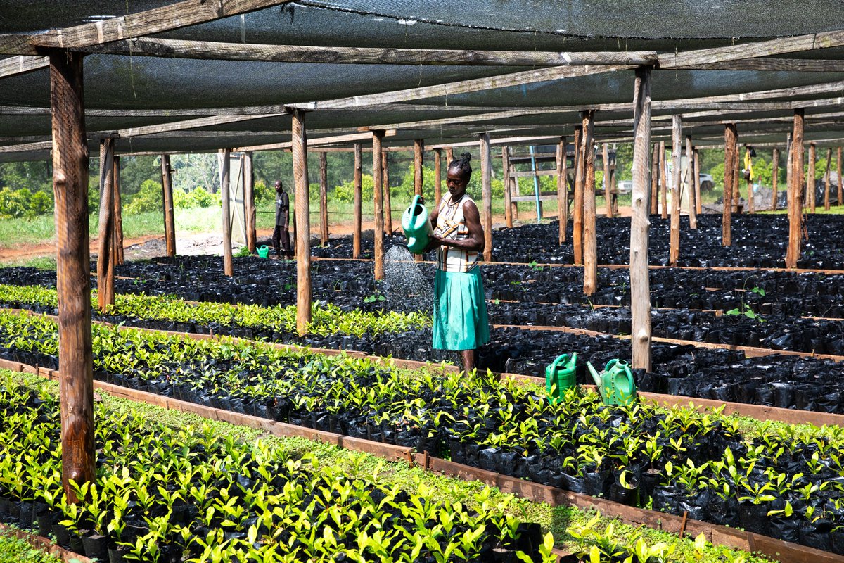 FAOSouthSudan's tweet photo. Earth speaks through rising heat &amp; shifting rains.

With donor support, FAO is working with communities to restore forests, strengthen climate resilience, &amp; conserve biodiversity 🌳

We must act #NowForClimate &amp; for #GenerationRestoration.

Happy #WorldEnvironmentDay 2026 💚 https://t.co/DjOPjRkszQ