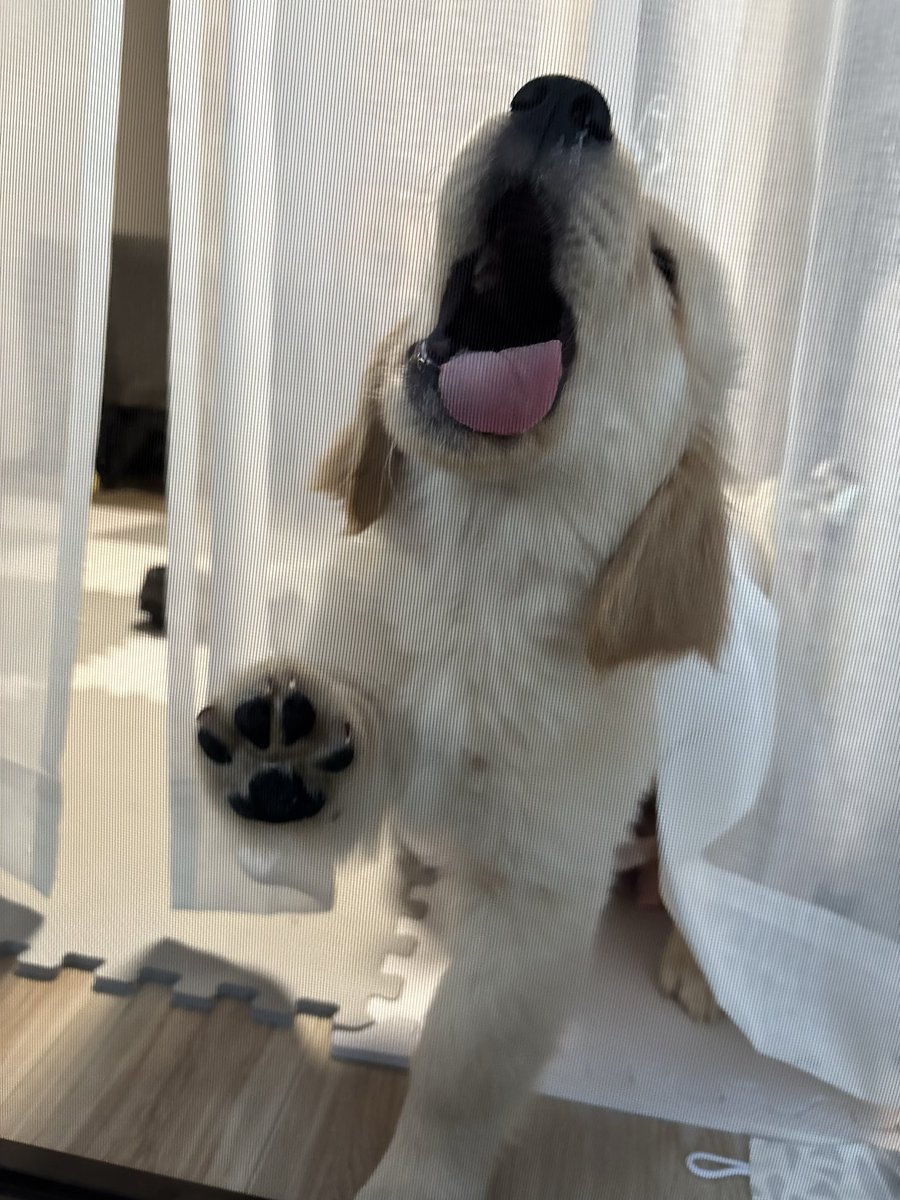 mojamofu_JAPAN's tweet photo. 網戸からお迎えが可愛すぎて悶える🥰
早くお散歩一緒に行きたい🤣 https://t.co/So4i8zdsUs