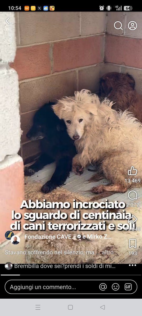 Vardiello2's tweet photo. Abruzzo Cave Canem https://t.co/UlG00blq35