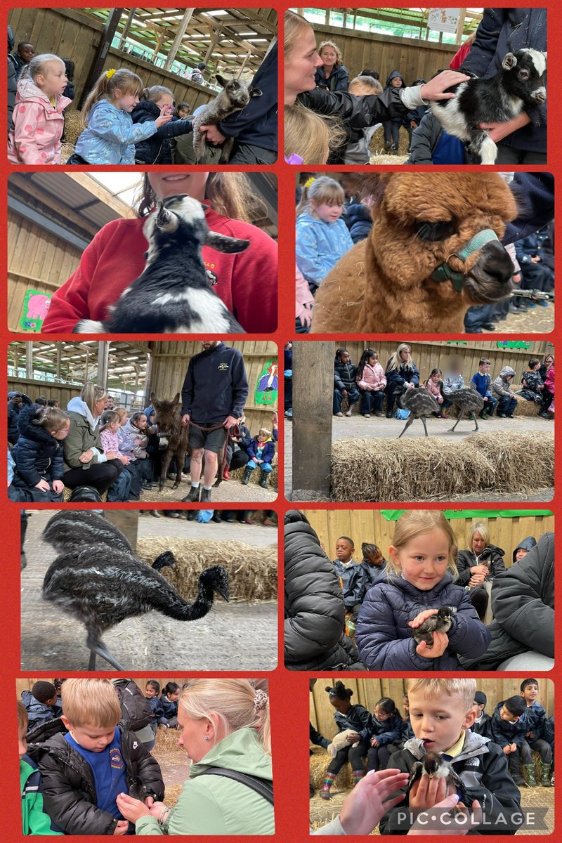 _MissSharples's tweet photo. 🐑🚜 Reception had a wonderful time visiting Smithills Farm yesterday! We enjoyed lots of exciting activities, including a tractor ride, riding a donkey, and feeding the sheep. It was a fantastic day full of fun, learning, and unforgettable memories! 🌟🐴 @HollinPrimary https://t.co/JYVaUjV70Z