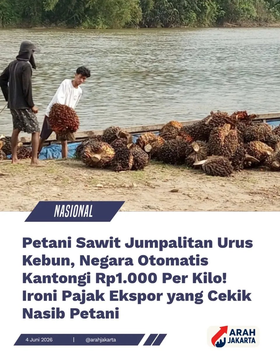 indepenSumatera's tweet photo. 🚨SAWIT PENYUMBANG APBN TERBESAR 2027 !!!

Woi Petani Sawit, Masih Mau Diam Saja?

Bayangkan saja, kalian punya kebun sawit 3 hektar.
Dua minggu sekali panen, rata-rata 10 ton per bulan.
Hasil kerja keras kalian itu, negara ambil Rp15 juta setiap bulannya.

❌️Negara tidak bantu buka lahan.
❌️Negara tidak kasih pupuk murah.
❌️Negara juga tidak bantu bibit maupun perawatan

Tapi tiap tahun, negara bisa kantongi Rp180 juta dari lahan kalian.

Indonesia memproduksi sekitar 260 juta ton TBS per tahun.
Di antaranya 100 juta ton milik petani kecil/perorangan.

Kalau dihitung Rp1.000 per kg, maka nilai sawit petani kecil saja mencapai Rp1.000 Triliun per tahun.

Angka itu setara dengan 26% dari total APBN 2026 yang sebesar Rp3.842,7 Triliun.

Dan duit itu sebagian di korupsi dan sebagian lagi di pakai prabowo jalan² keluar negeri dan sebagian lagi bayar gaji GIBRAN